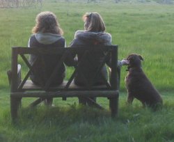Dogs on holiday